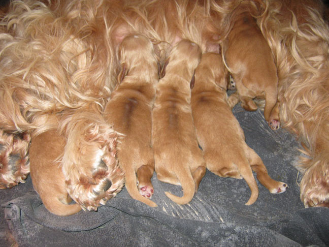 Dragongrdens Kennel